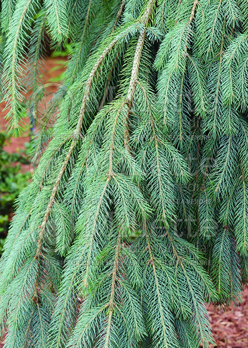 Picea Bush’s Lace (Norway spruce Mountain Spruce conifer) 6 