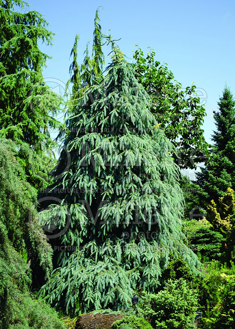 Picea Bush’s Lace (Norway spruce Mountain Spruce conifer) 3 