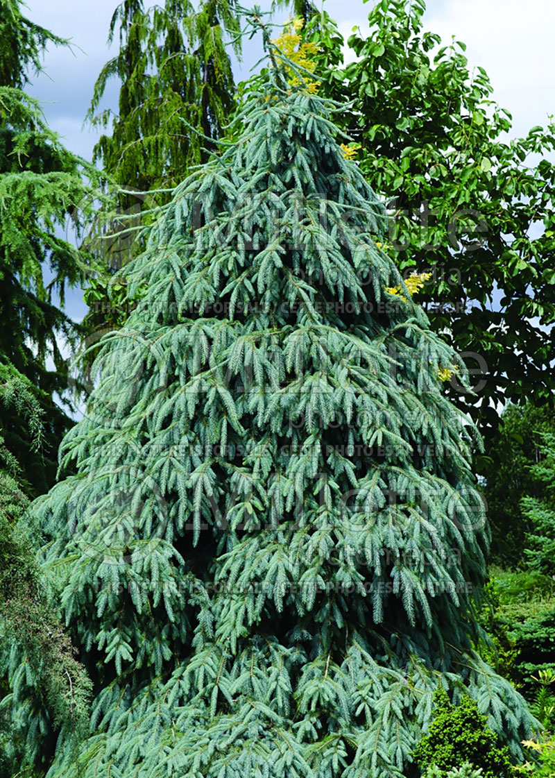 Picea Bush’s Lace (Norway spruce Mountain Spruce conifer) 4 