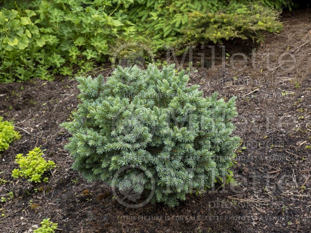 Picea Jasper (Norway spruce Mountain Spruce conifer) 1 