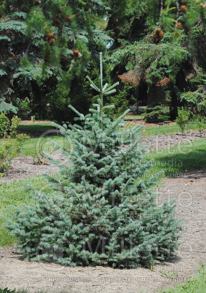 Picea engelmannii (Norway spruce Mountain Spruce conifer) 1 