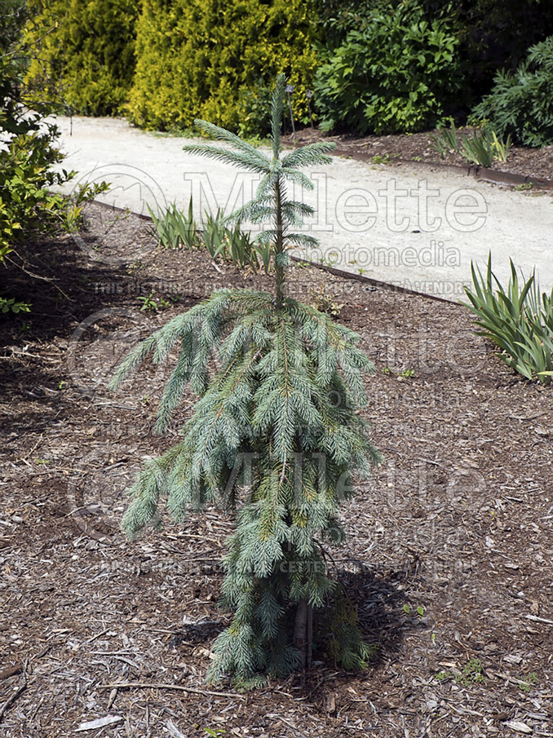 Picea Bush’s Lace (Norway spruce Mountain Spruce conifer) 2 