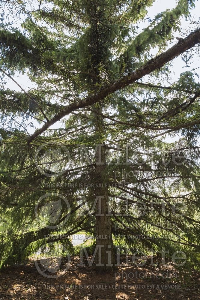 Picea gemmata aka retroflexa (Szechwan Spruce conifer) 1 