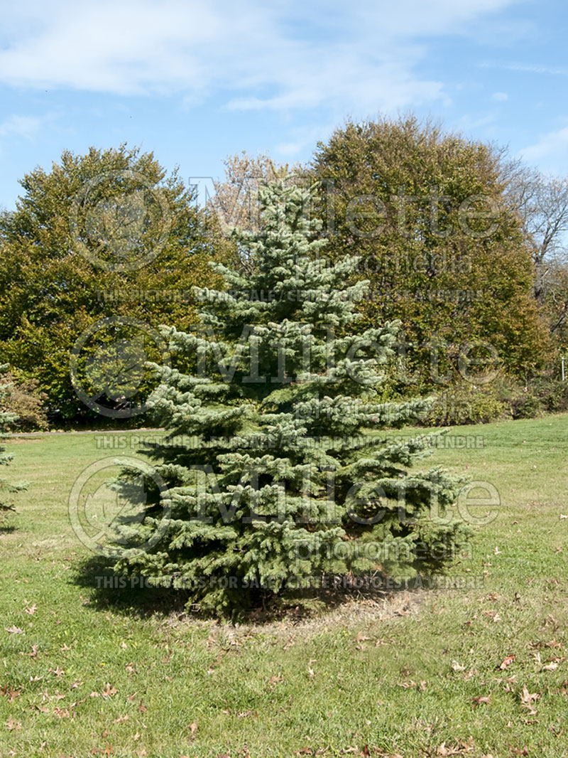 Picea glauca (Spruce conifer)  2