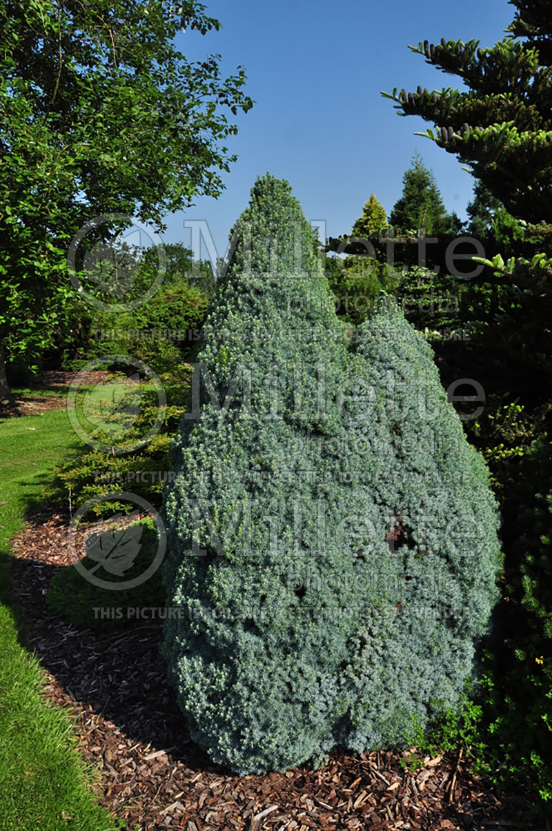Picea Arneson's Blue Variegated (White Spruce conifer)  1