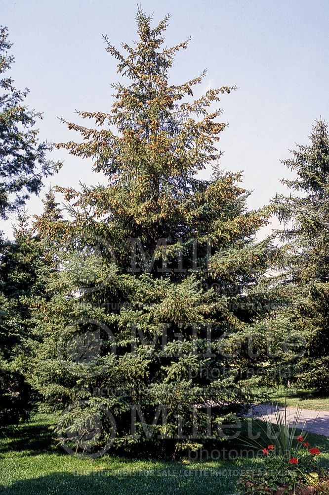 Picea glauca (Spruce conifer)  3