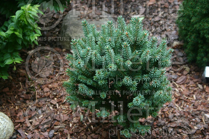 Picea Cecilia (Spruce conifer)  1