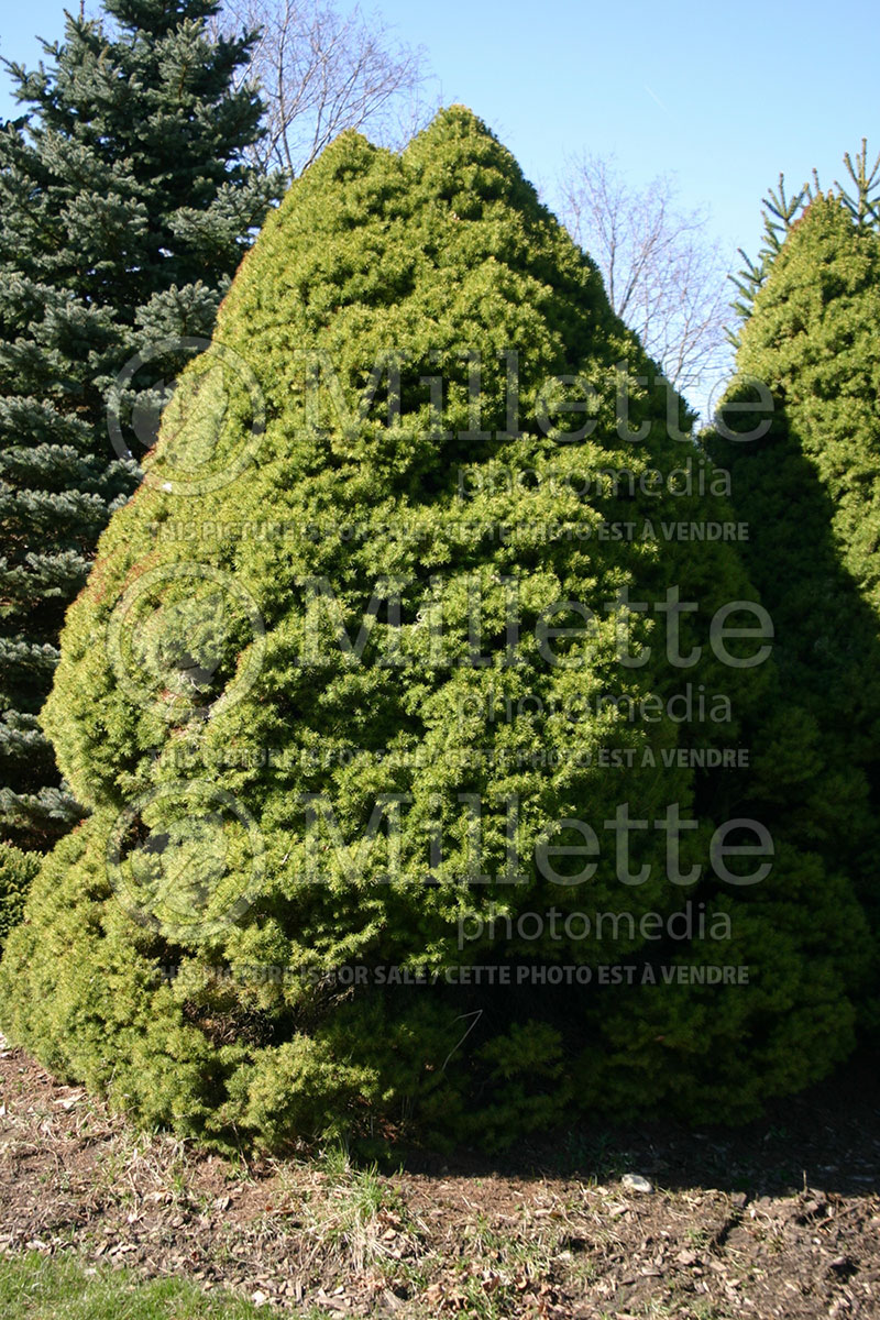 Picea Conica (Spruce conifer)  1