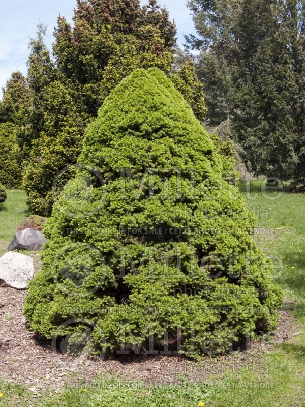 Picea Conica (Spruce conifer)  7