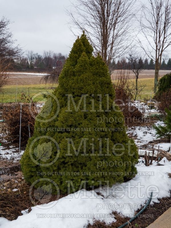 Picea Conica (Spruce conifer)  10