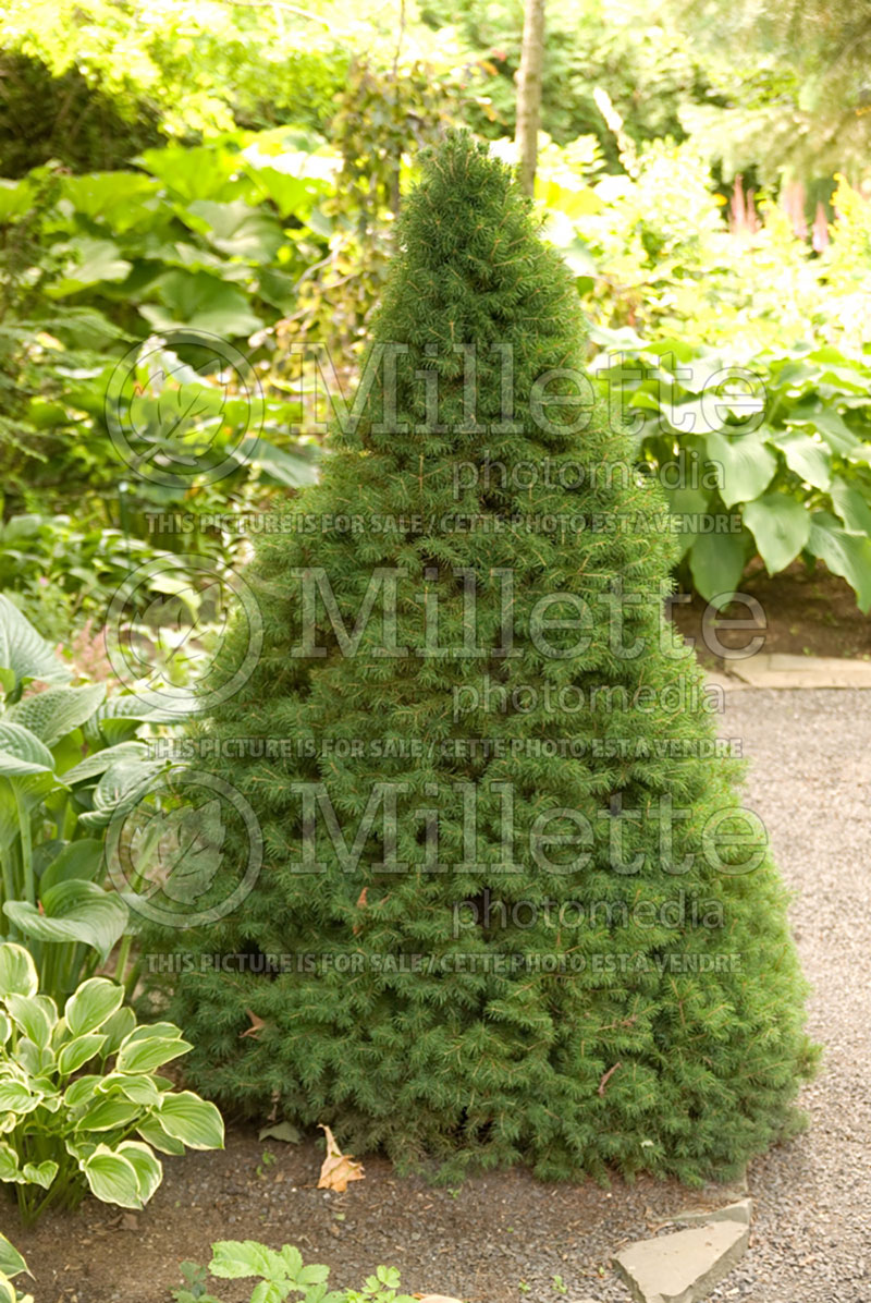 Picea Conica (Spruce conifer)  2