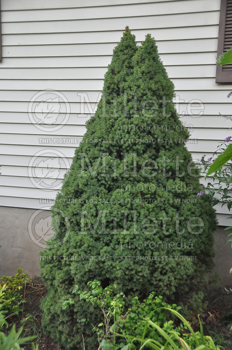 Picea Conica (Spruce conifer)  5