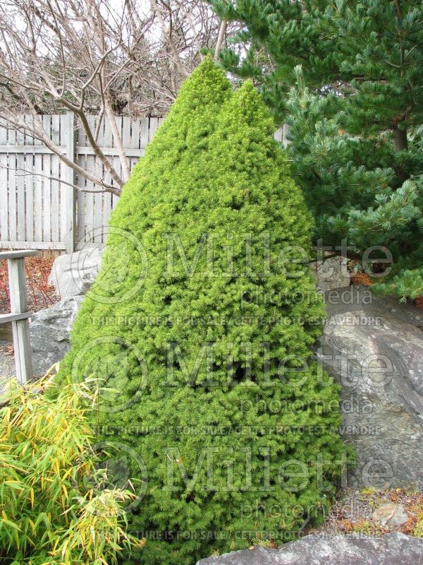 Picea Conica (Spruce conifer)  6