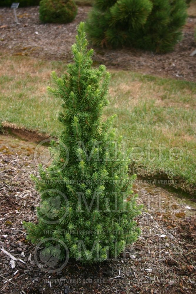Picea Daisy’s White (Norway spruce conifer - épinette) 3