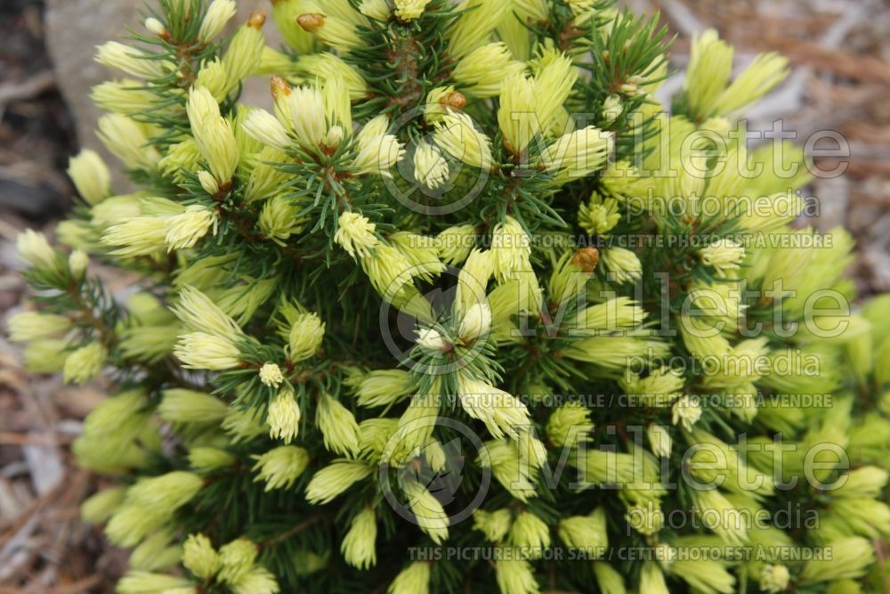 Picea Daisy’s White (Norway spruce conifer - épinette) 6