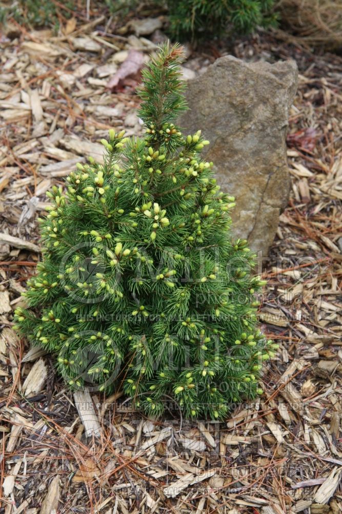 Picea Daisy’s White (Norway spruce conifer - épinette) 7