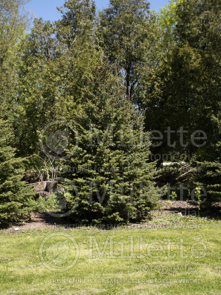 Picea Densata (White Spruce conifer)  13