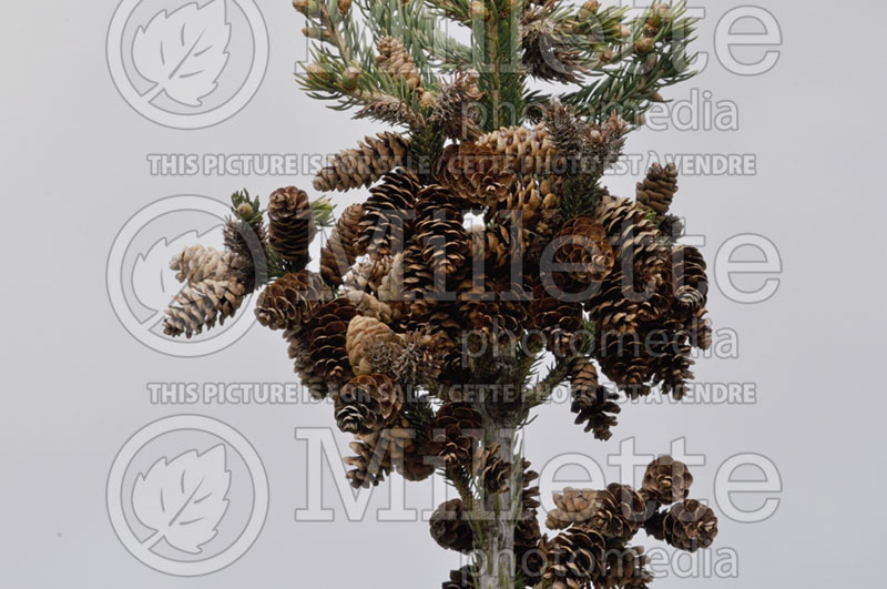 Picea Densata (Spruce conifer)  1