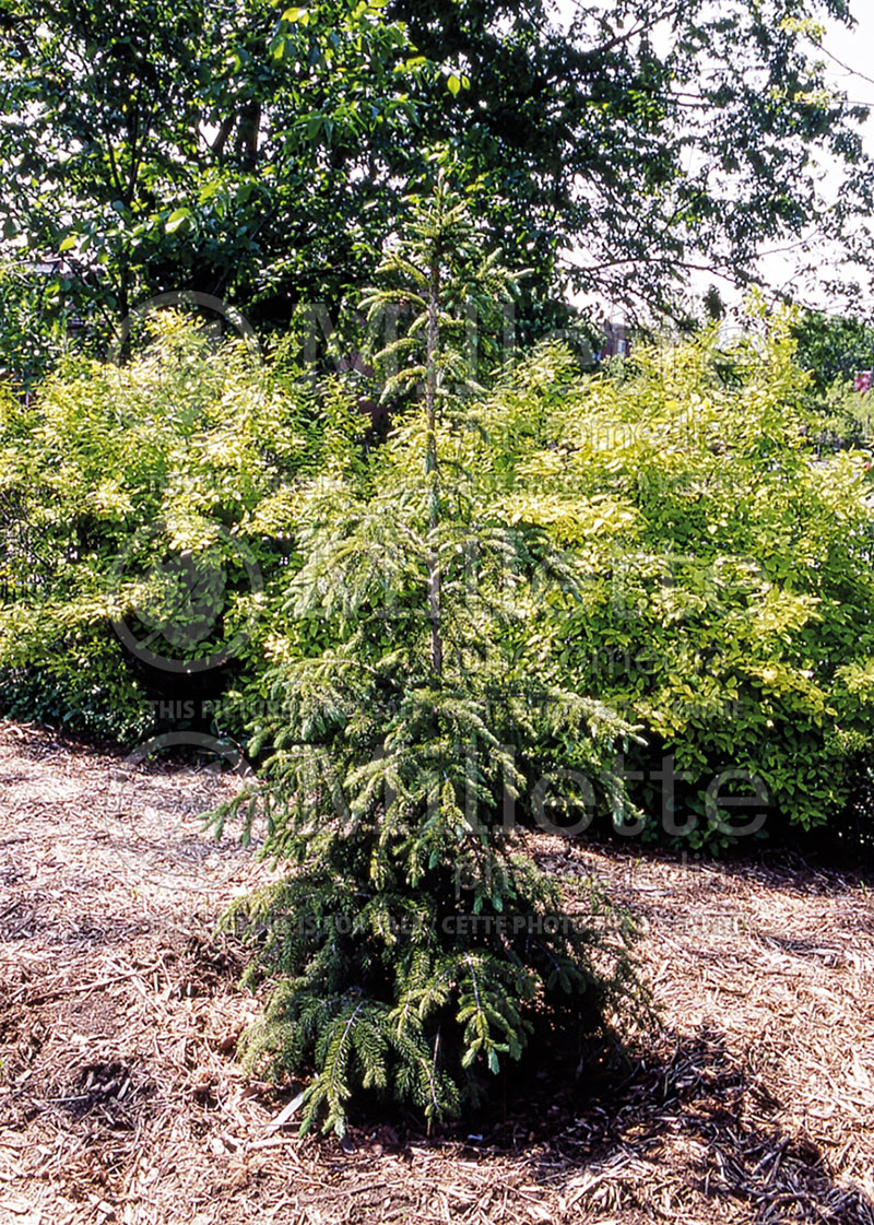 Picea Densata (Spruce conifer)  2