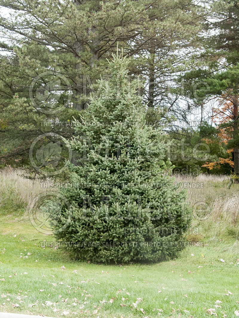 Picea Densata (Spruce conifer)  7