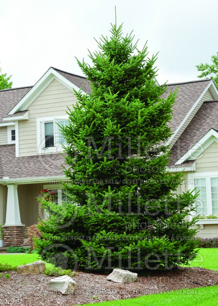 Picea Densata (Spruce conifer)  8