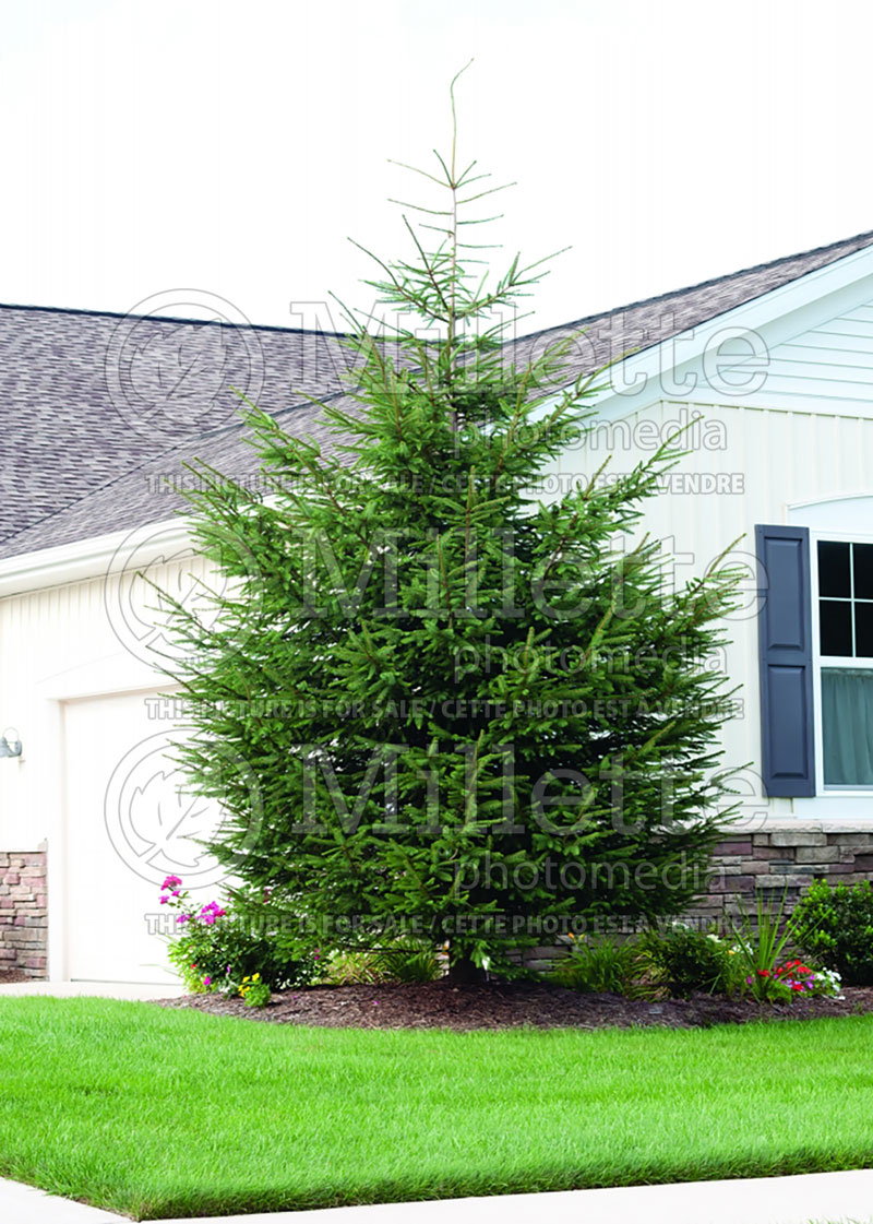 Picea Densata (Spruce conifer)  9