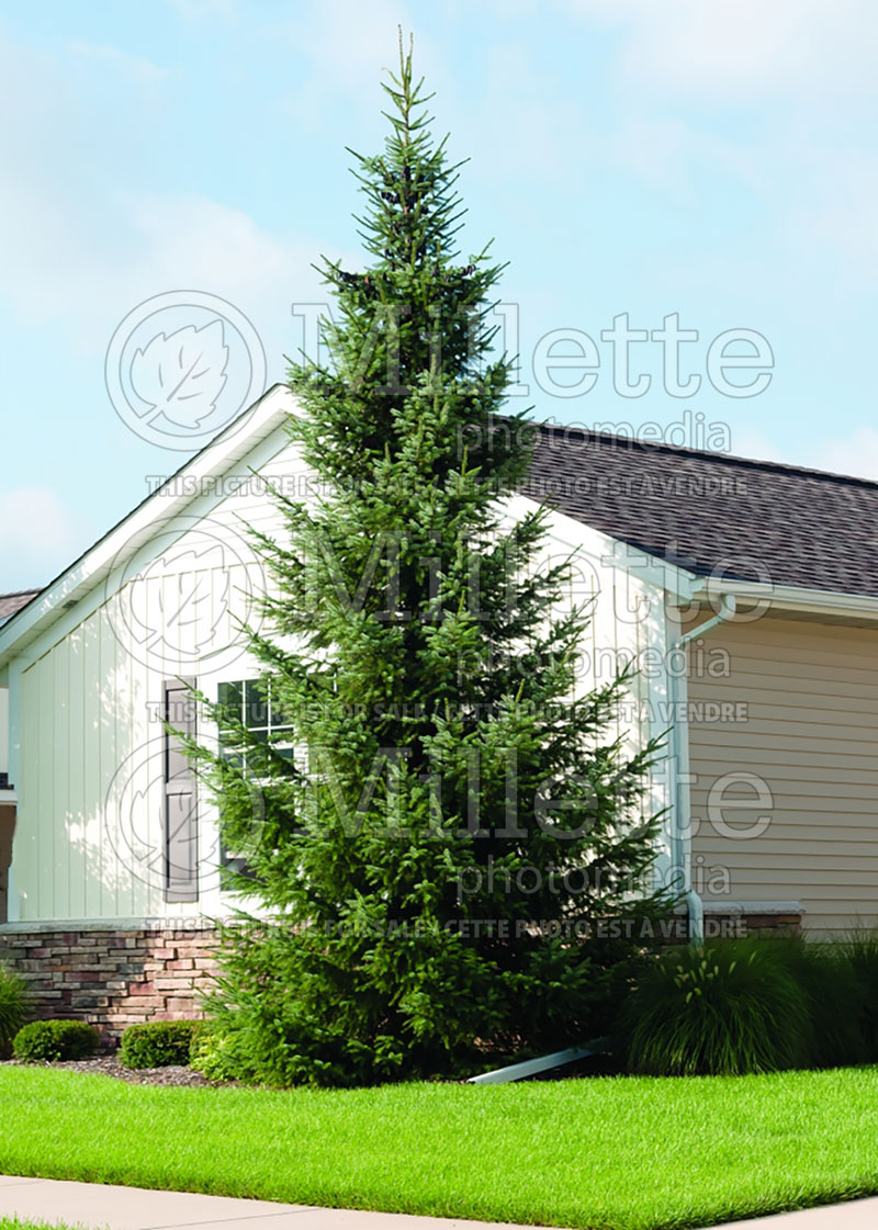 Picea Densata (Spruce conifer)  10