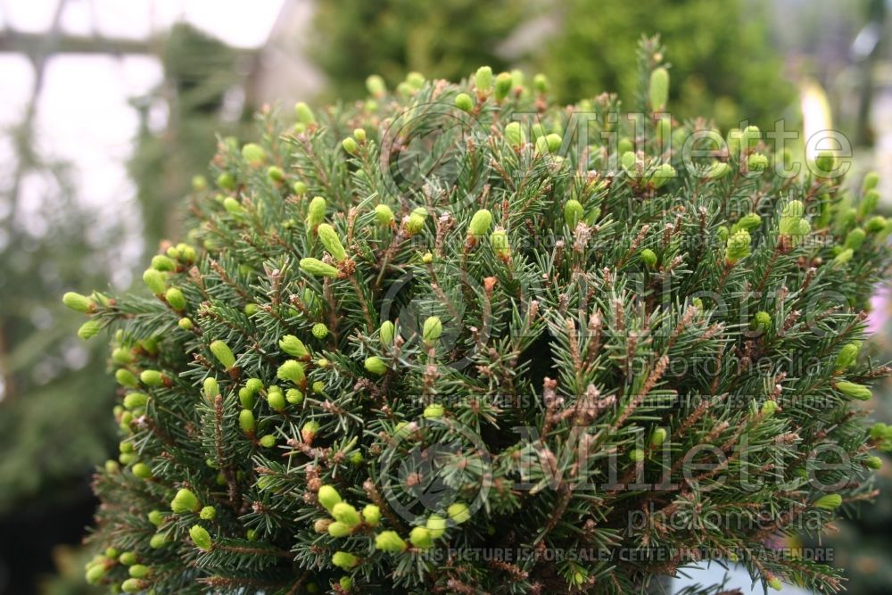 Picea Echiniformis (Spruce hedgehog conifer) 2