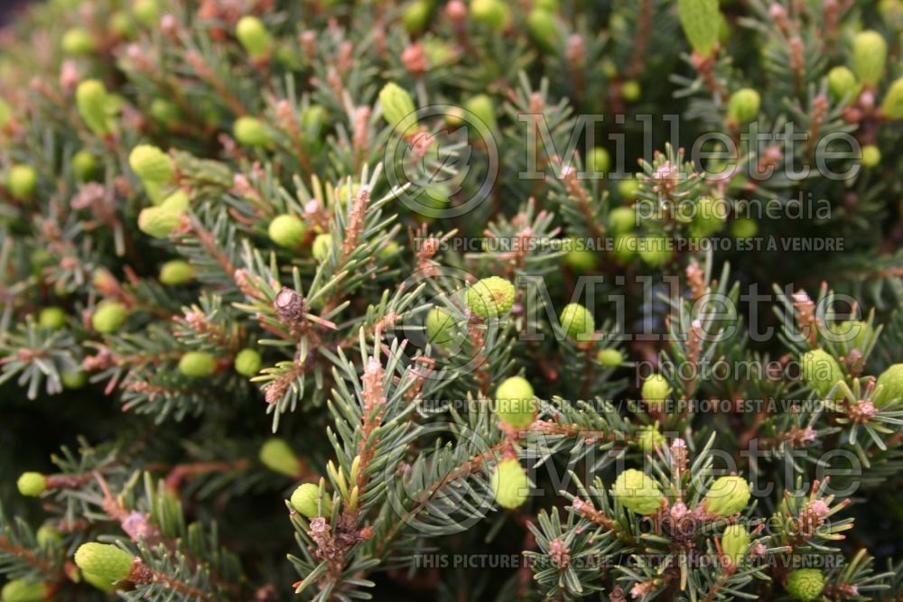 Picea Echiniformis (Spruce hedgehog conifer) 3