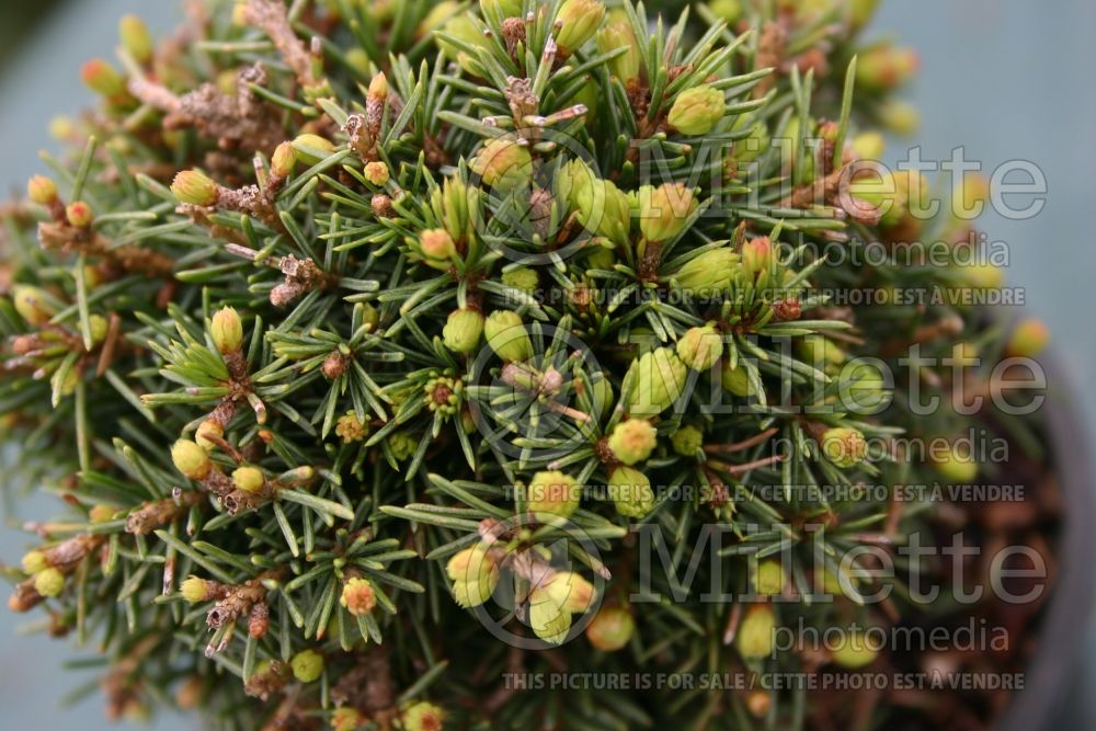 Picea Echiniformis (Spruce hedgehog conifer) 4