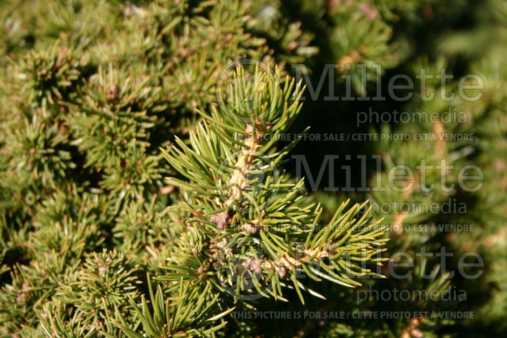 Picea Echiniformis (Spruce hedgehog conifer) 7