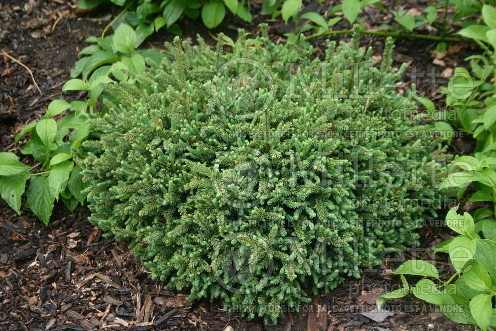 Picea Echiniformis (Spruce hedgehog conifer) 8