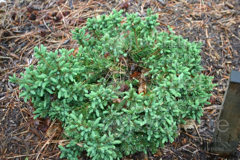 Picea Echiniformis (Spruce hedgehog conifer) 12