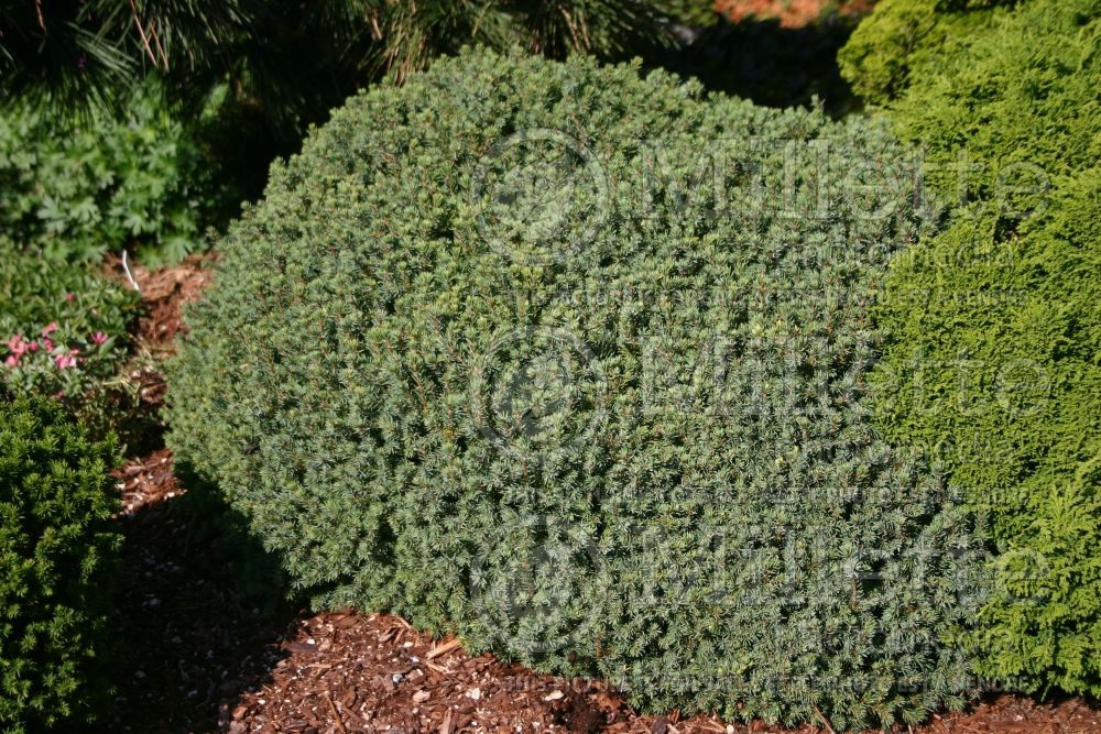 Picea Echiniformis (Spruce hedgehog conifer) 13