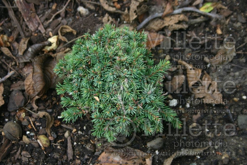 Picea Echiniformis (Spruce hedgehog conifer) 16