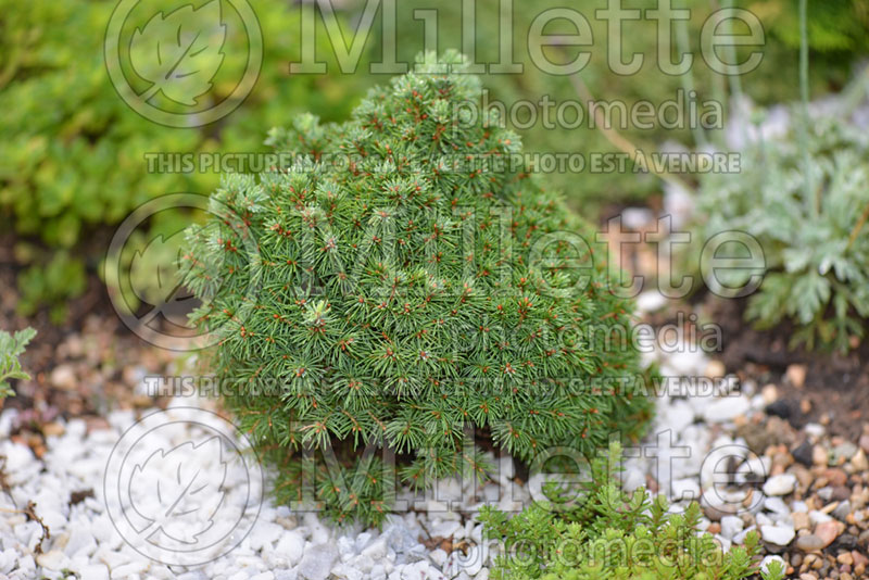 Picea Humpty Dumpty (Spruce conifer)  1