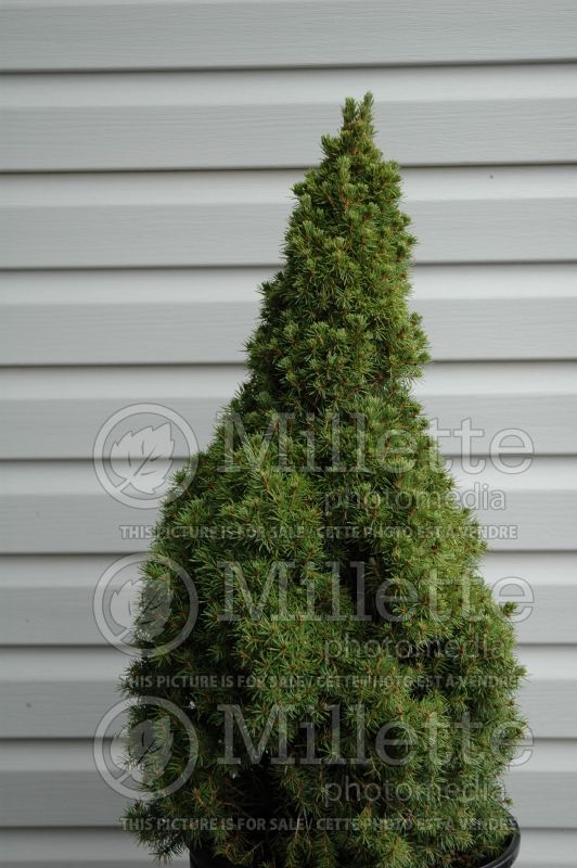 Picea Jean's Dilly (Spruce conifer)  2