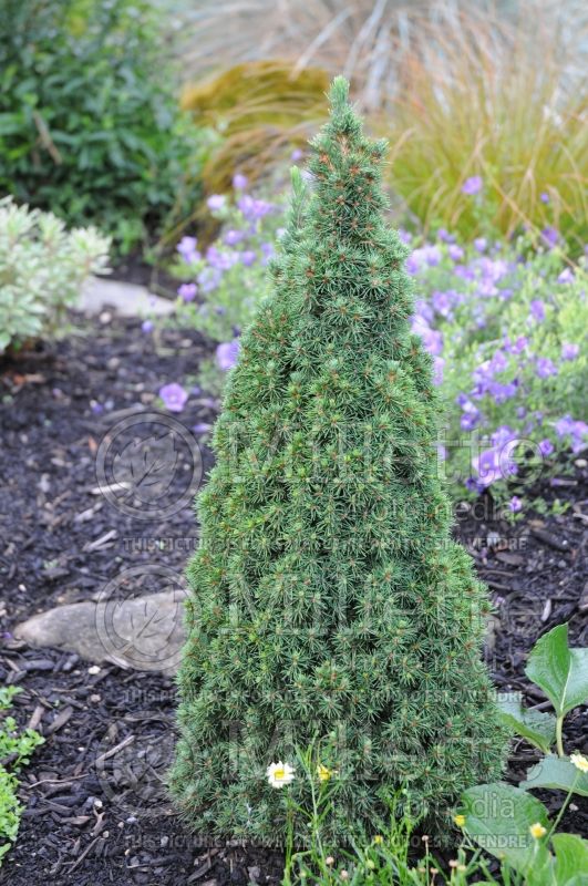 Picea Jean's Dilly (Spruce conifer)  4