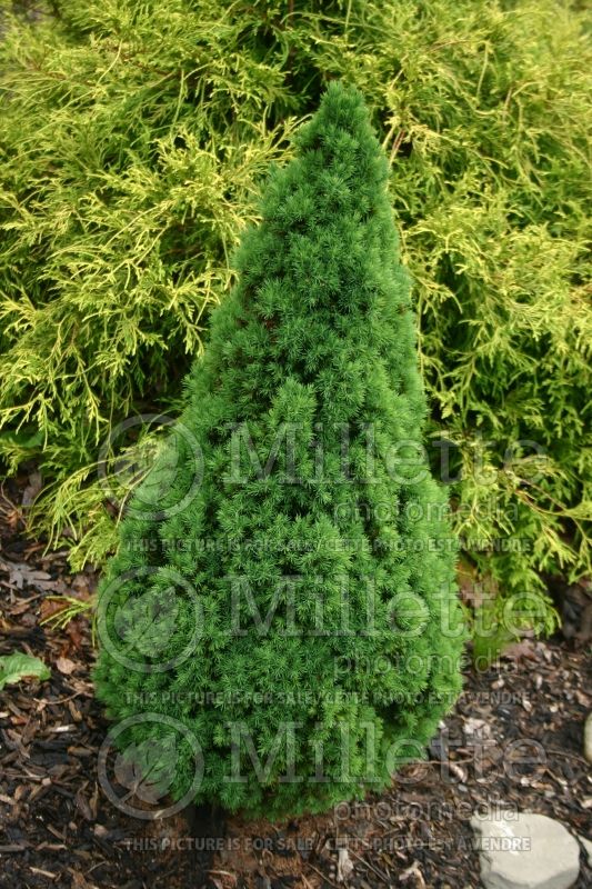 Picea Jean's Dilly (Spruce conifer)  5