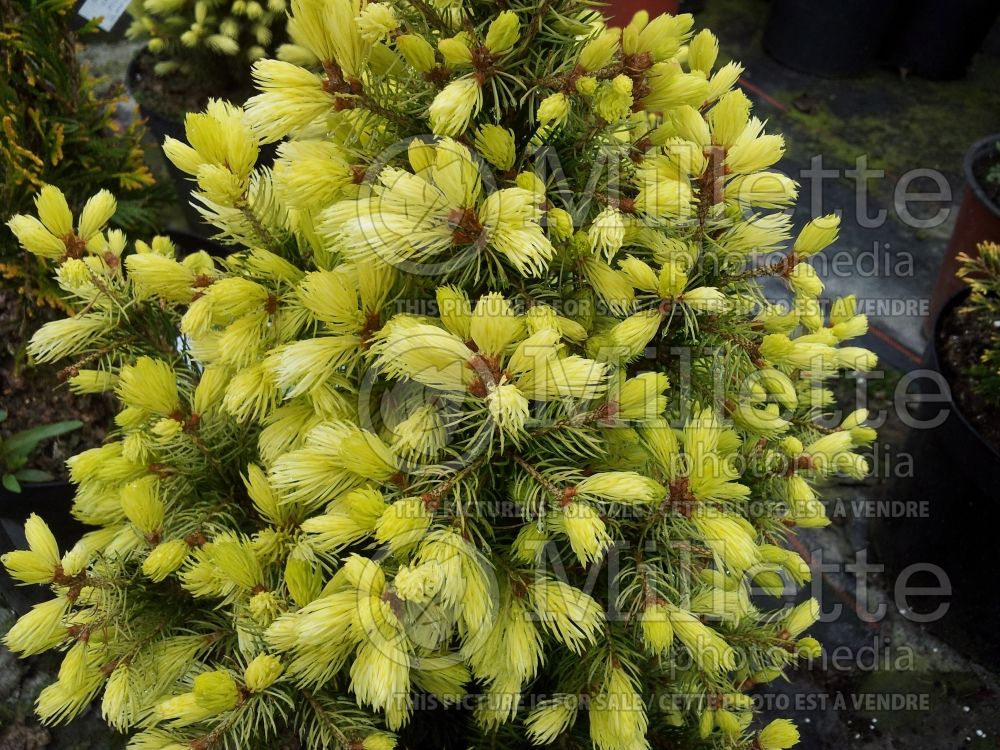 Picea Daisy’s White (Norway spruce conifer - épinette) 2