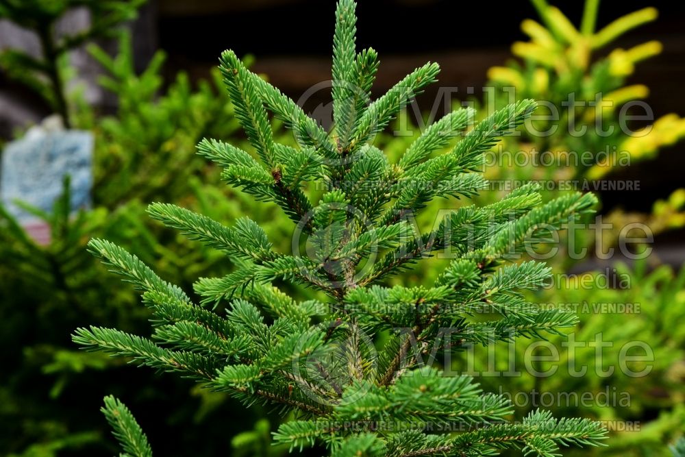 Picea Montrose Charm (White spruce Mountain Spruce conifer) 1