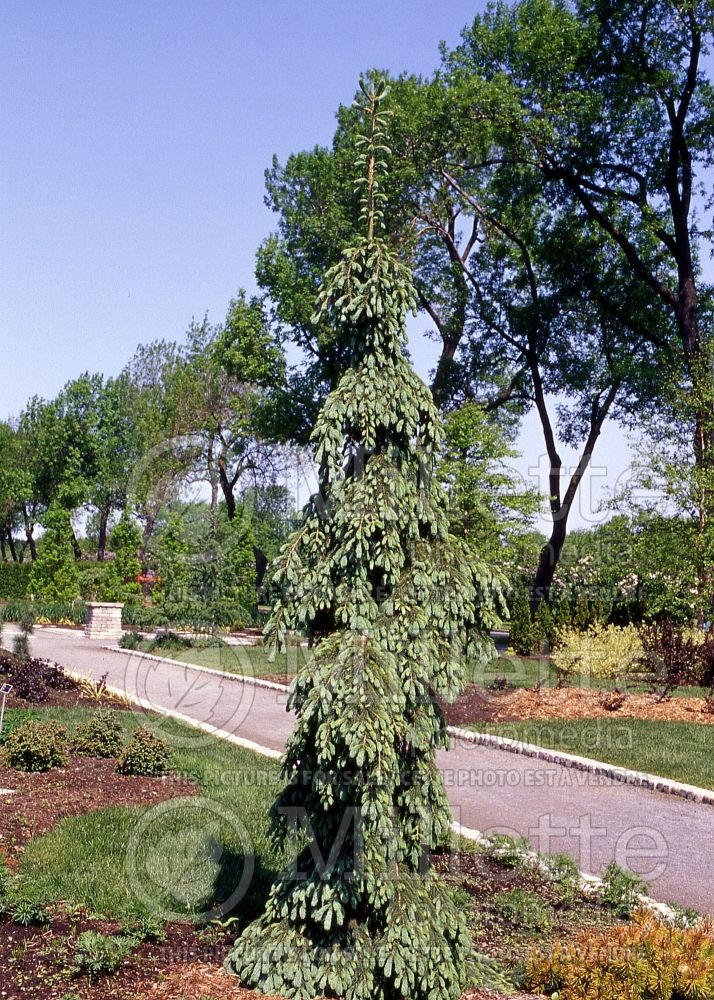 Picea glauca Pendula (weeping white spruce conifer) 17