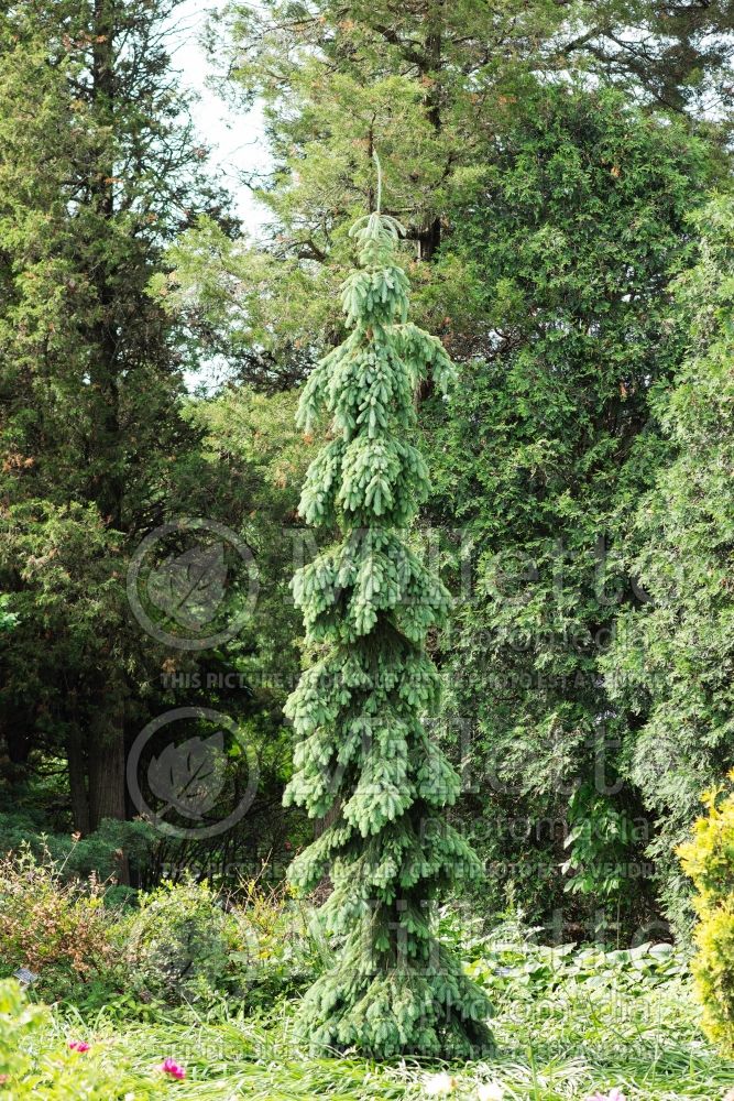 Picea glauca Pendula (Spruce conifer) 16