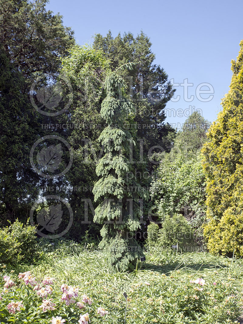 Picea glauca Pendula (Spruce conifer)  12