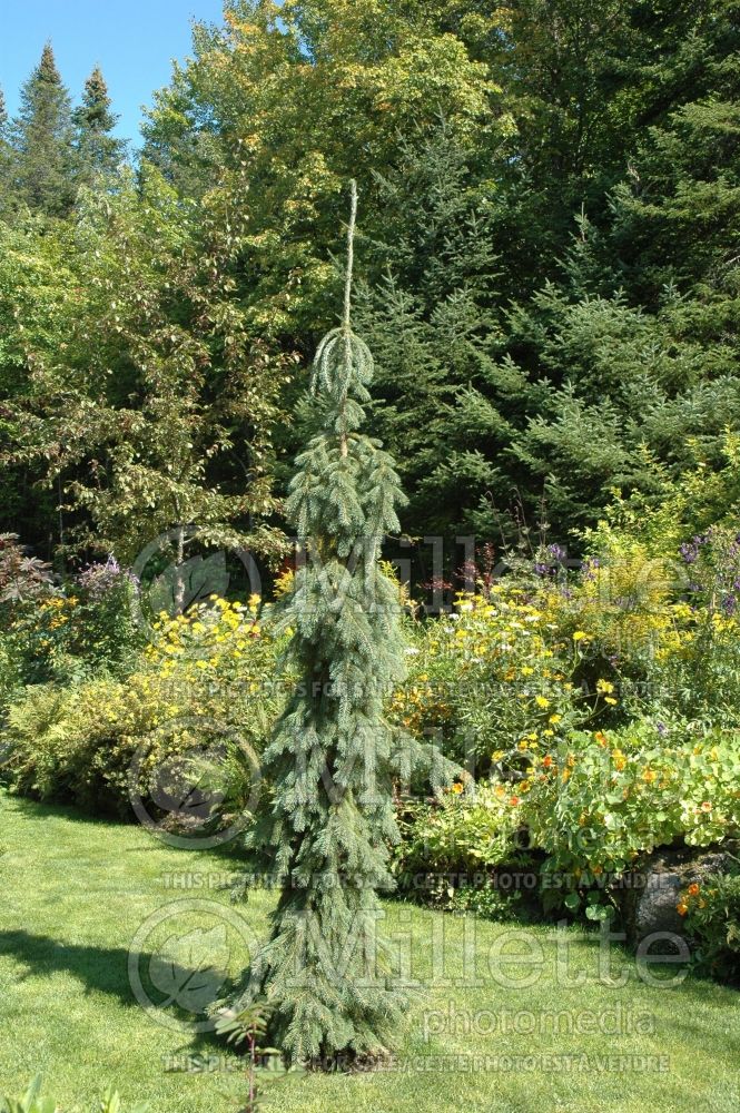 Picea glauca Pendula (weeping white spruce conifer) 19