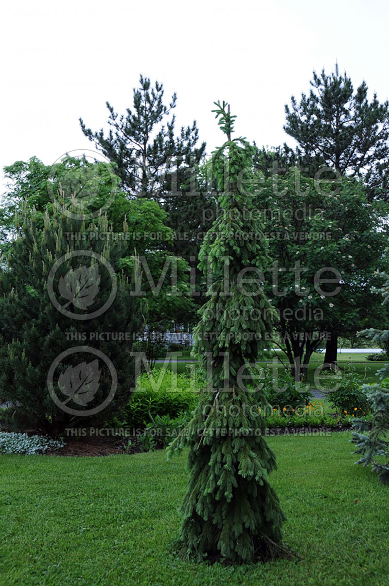 Picea glauca Pendula (Spruce conifer)  5