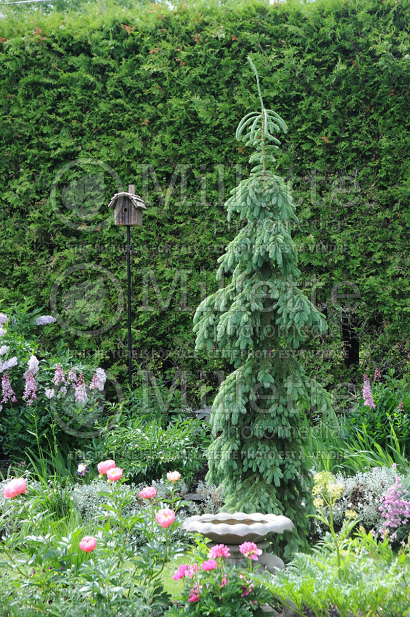 Picea glauca Pendula (Spruce conifer)  8