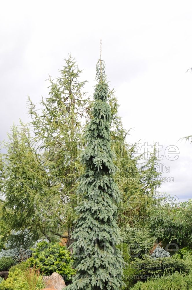 Picea glauca Pendula (Spruce conifer)  7