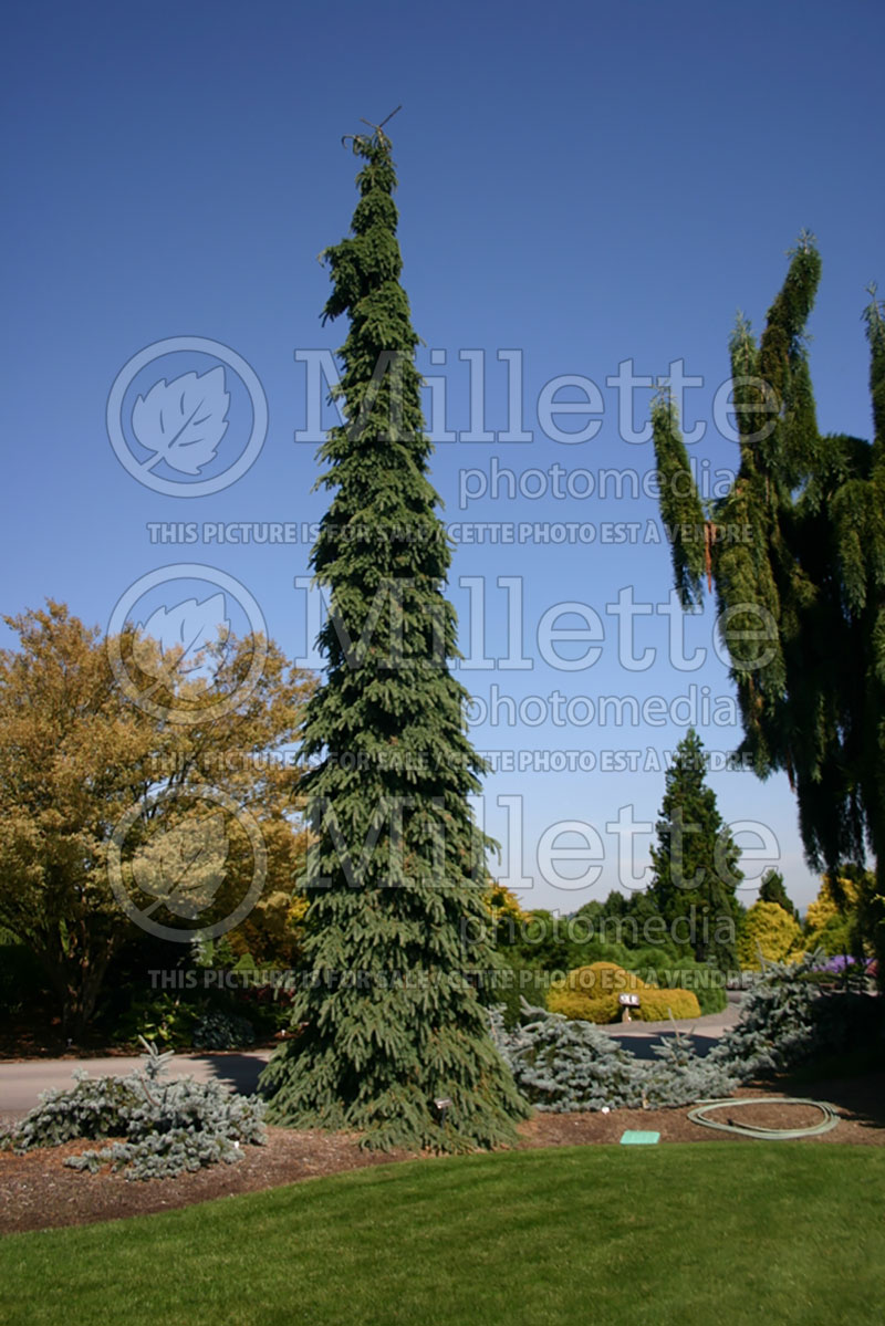 Picea glauca Pendula (Spruce conifer)  1