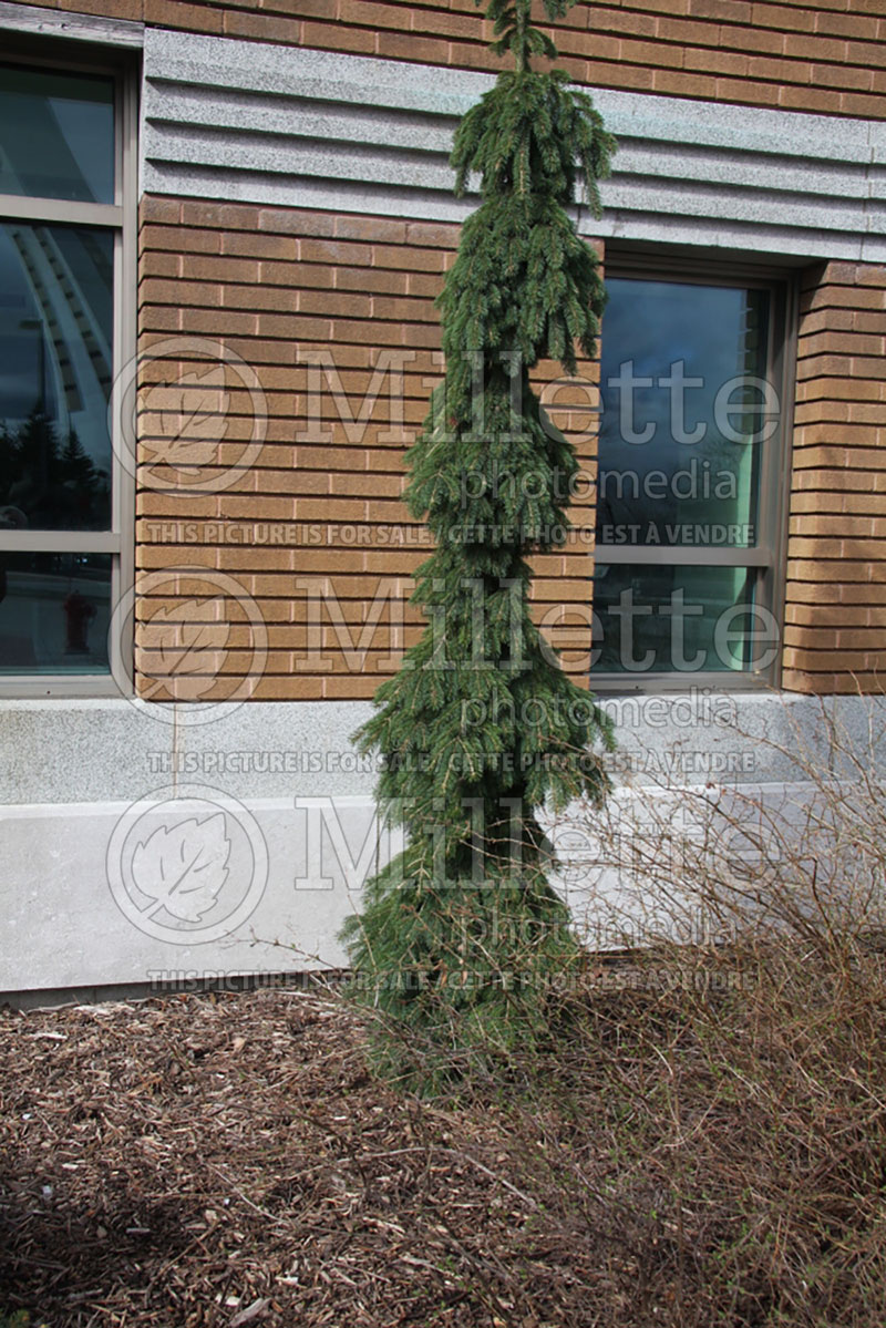 Picea glauca Pendula (Spruce conifer)  2